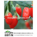 Organic goji extract powder /lycium chinense extract powder /medlar extract